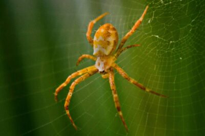 Hay un sueño bastante frecuente, que también es cierto que suele convertirse en pesadilla, nos referimos a soñar con arañas.