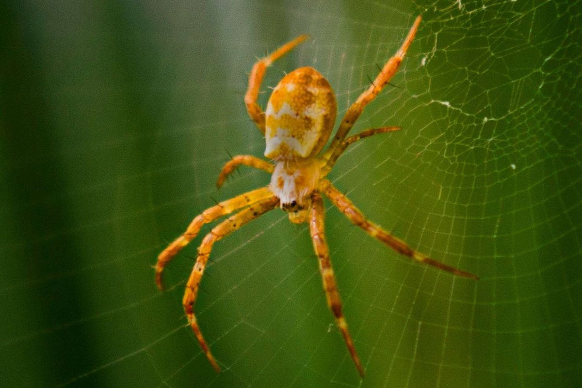 Hay un sueño bastante frecuente, que también es cierto que suele convertirse en pesadilla, nos referimos a soñar con arañas. | Foto: Cortesía.