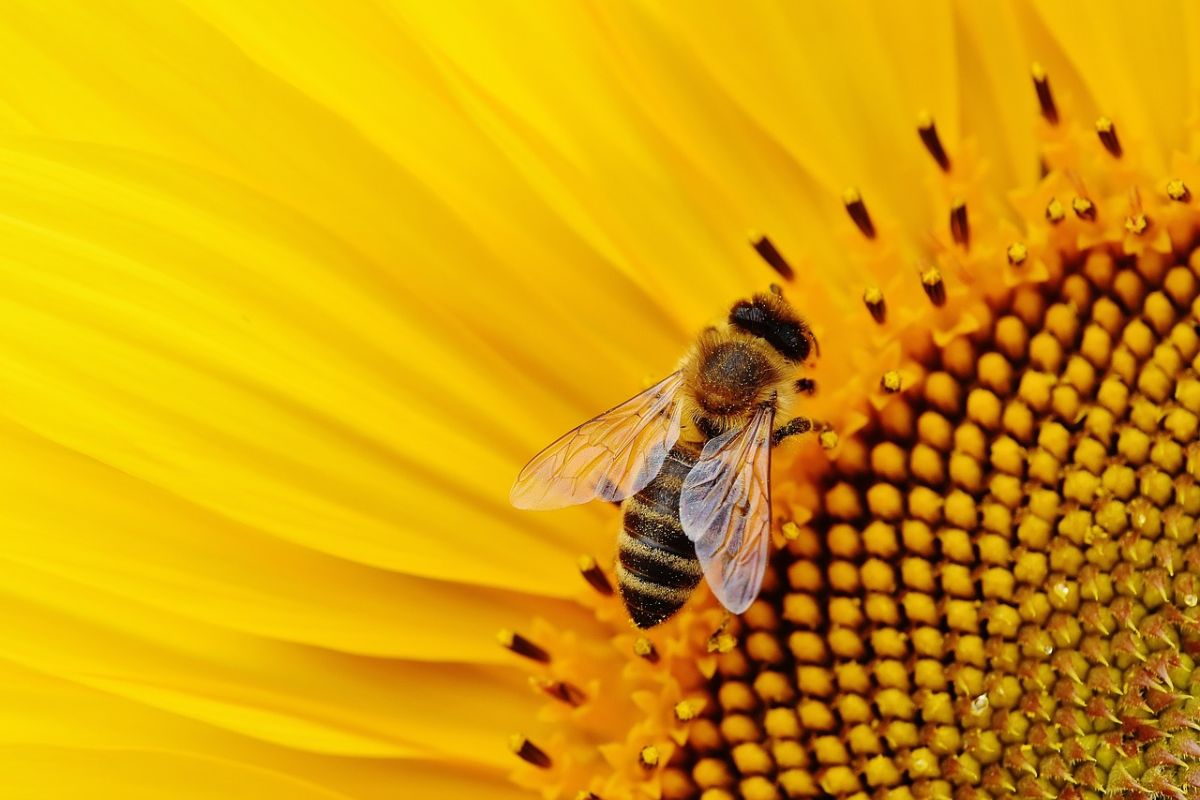 Las abejas son polinizadores muy importantes para el mundo.