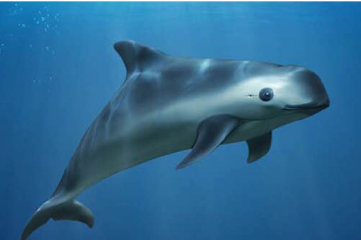 Cetáceo en peligro de extinción. | Foto: Cortesía.