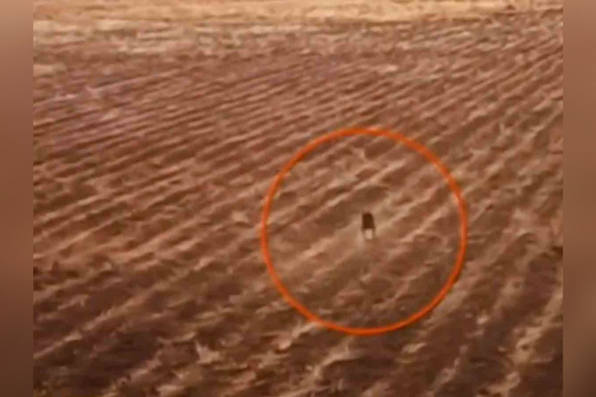 En unos campos de cultivo de Bolivia, un dron logró captar a una extraña criatura encorvada sobre dos patas; y aunque en un principio los habitantes del lugar creyeron que se trataba de un perro.
