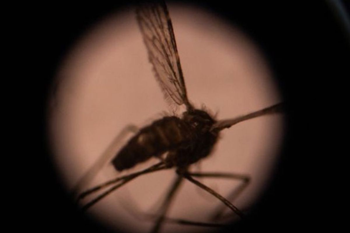 Las autoridades de los Centros para el Control y la Prevención de Enfermedades (CDC); confirmaron cinco casos de malaria en Florida y Texas. | Foto: Cortesía.