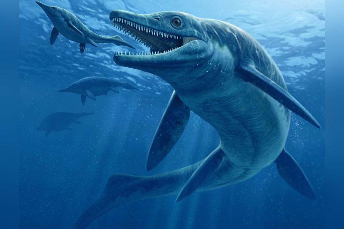 Un equipo de investigadores halló un extraño fósil de un monstruo marino con características muy desconocidas hasta la fecha. | Foto: Cortesía.