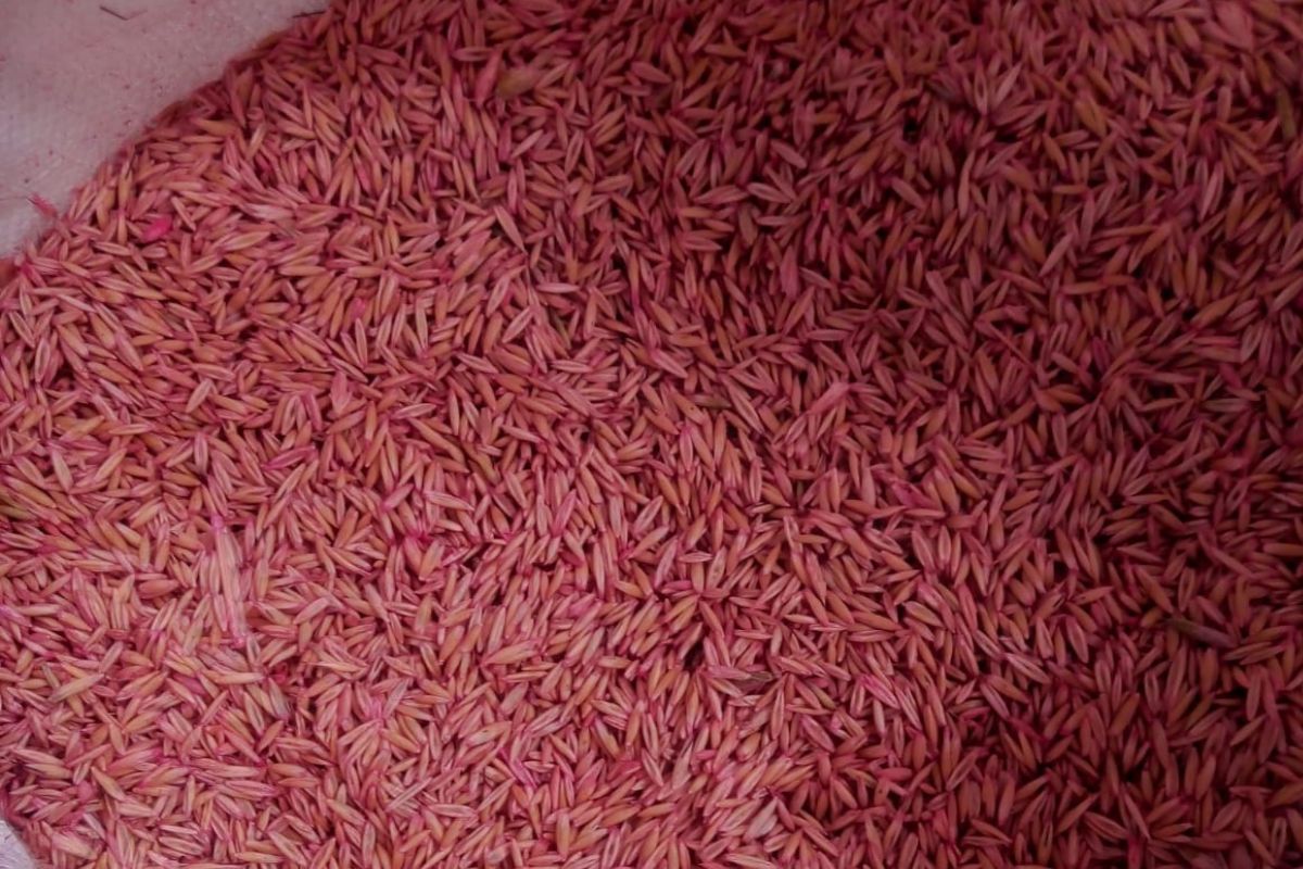 Apoyará Agricultura a productores zacatecanos para la adquisición de semilla de avena | Foto: Cortesía