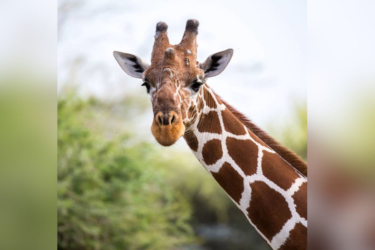 El Zoológico de Brights celebró el nacimiento de una jirafa única en el mundo y necesita ayuda para nombrar a la criatura extremadamente rara. | Foto: Cortesía.