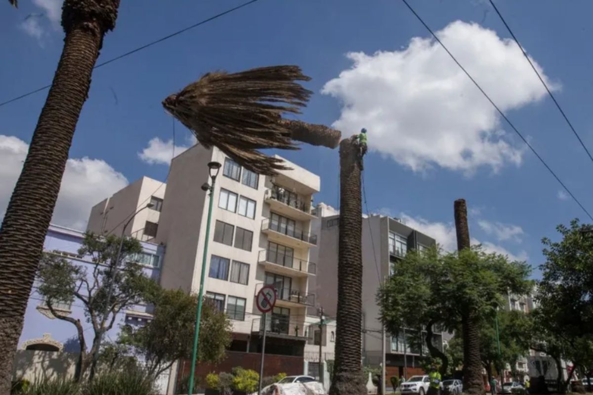 Retiran 152 palmeras en la Ciudad de México. | Foto: Cortesía.