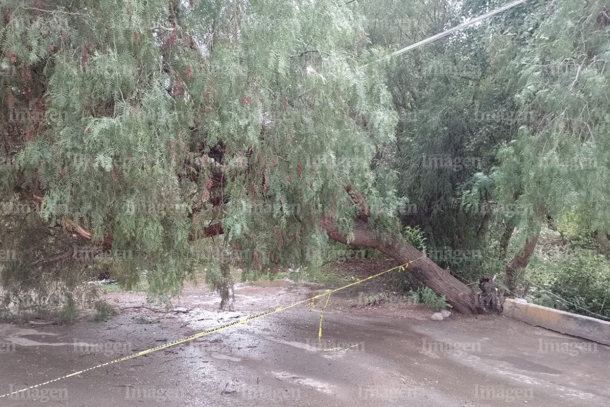 Árbol cae en la colonia Insurgentes en Zacatecas, afectando el cableado del lugar