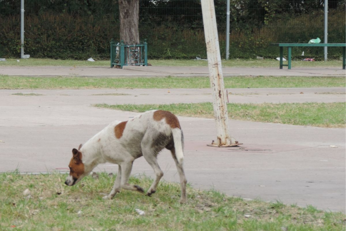Asociación Dejando Huella Jerez denuncia a jóvenes que envenenaron perros en distintas colonias | Foto: Silvia Vanegas