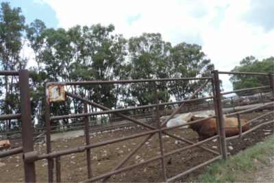 Carne congelada afecta la economía de los creadores de ganado en Jerez