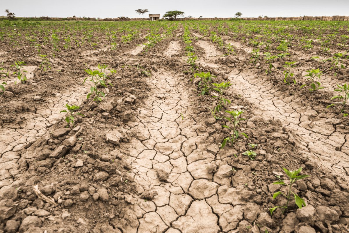 60% de México en sequía; estos son los estados más afectados este 2024