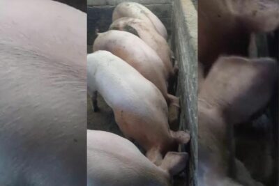 Porcicultores de Jerez aseguran que la comercialización de carne congelada afecta la economía