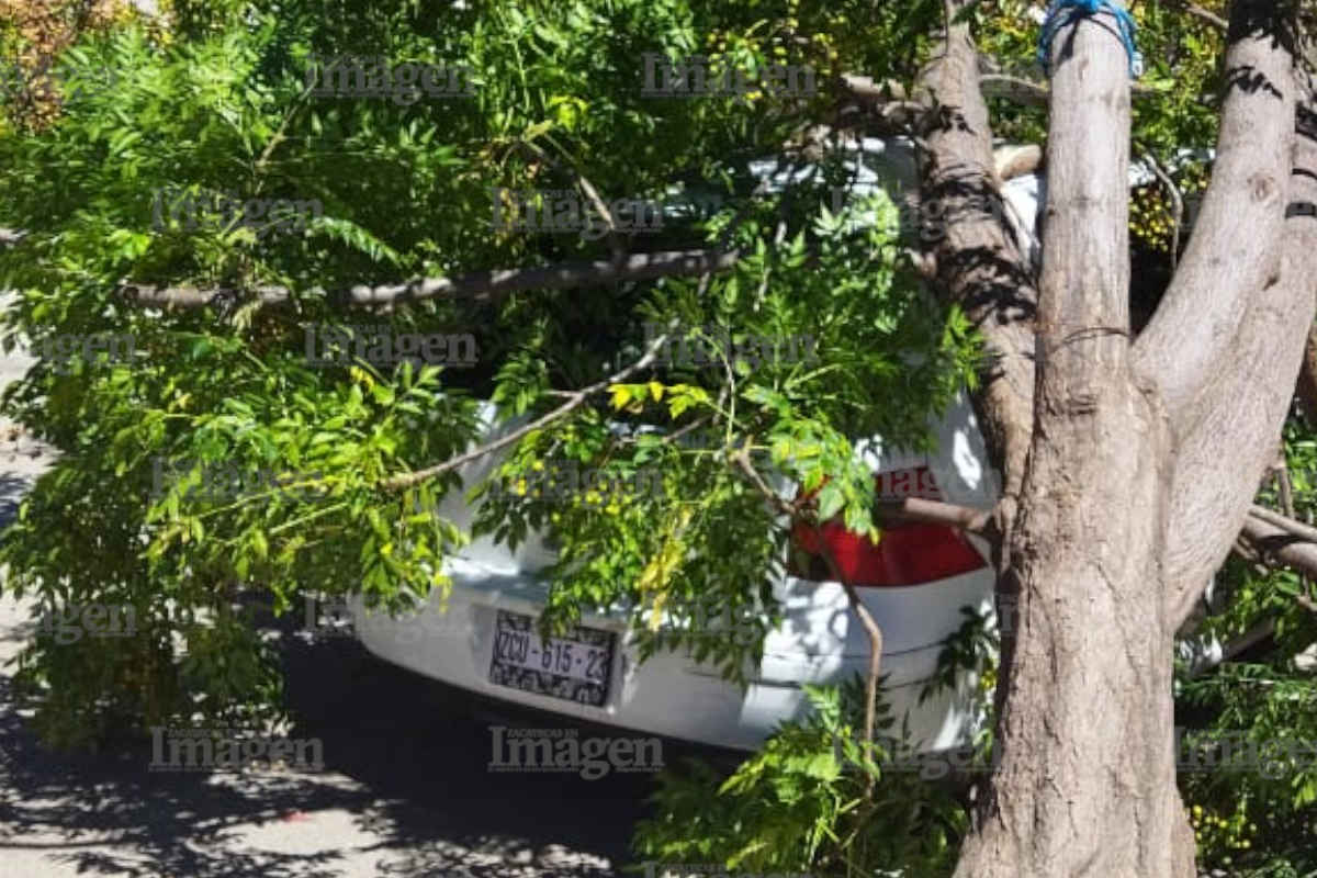 Colapsa un árbol en Villas de Guadalupe | Foto: Imagen.