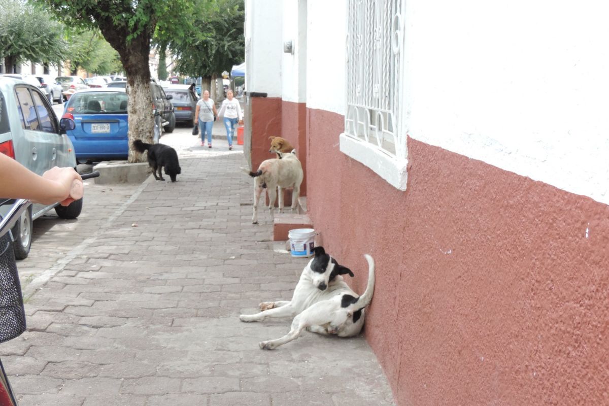 Perritos en Jerez | Foto: Silvia Vanegas 