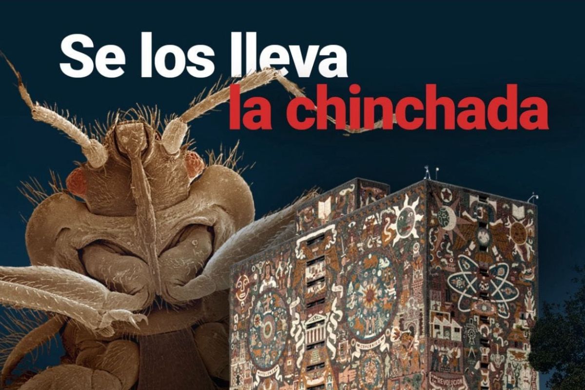 Memes de chinches de la UNAM. | Foto: Cortesía.