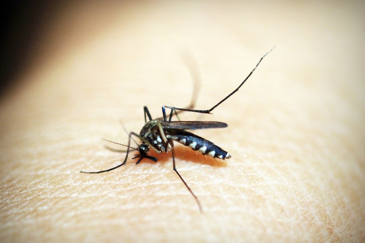 Bangladés sufre epidemia de dengue