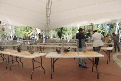 La Asociación Mexicana de Gallos Miniatura, que conforman distintos municipios de la entidad, realizan exposición y concurso de estas aves.