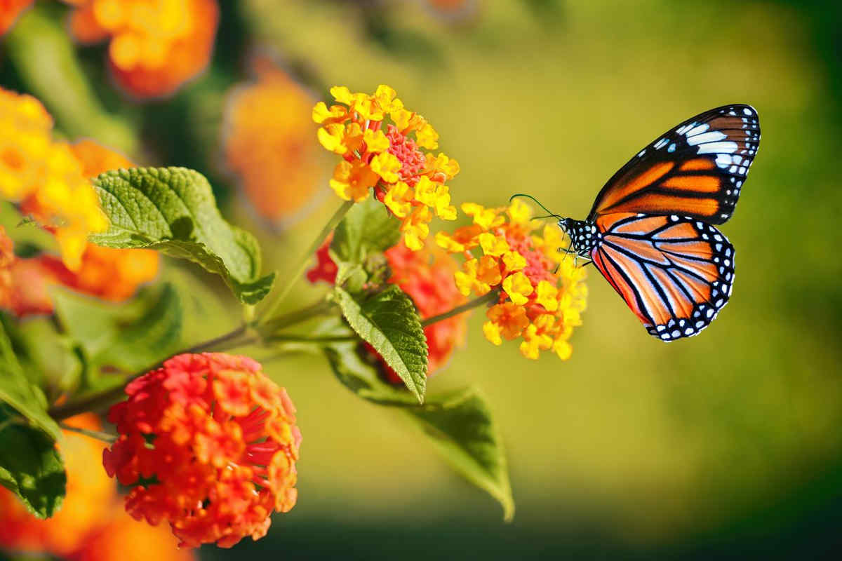 Día de Muertos: ¿Cuál es el significado espiritual de las mariposas monarca en 2 de noviembre?