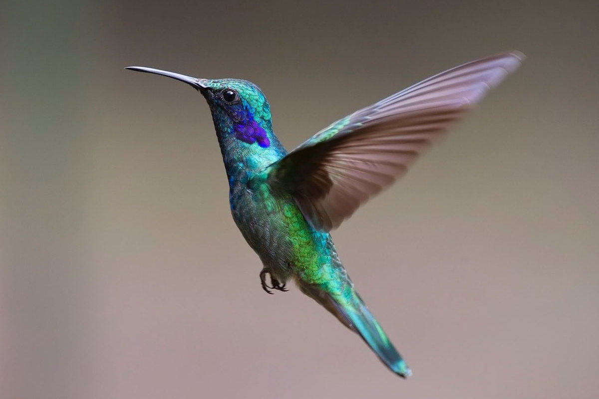 Significado espiritual del colibrí. | Foto: Cortesía.