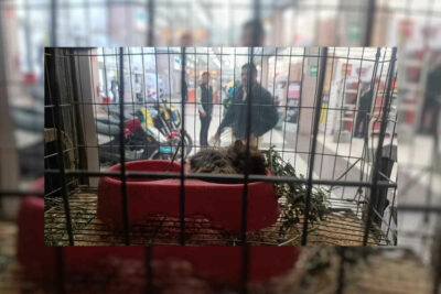 Clausuran tienda de mascotas en Fresnillo: Los tenían enfermos