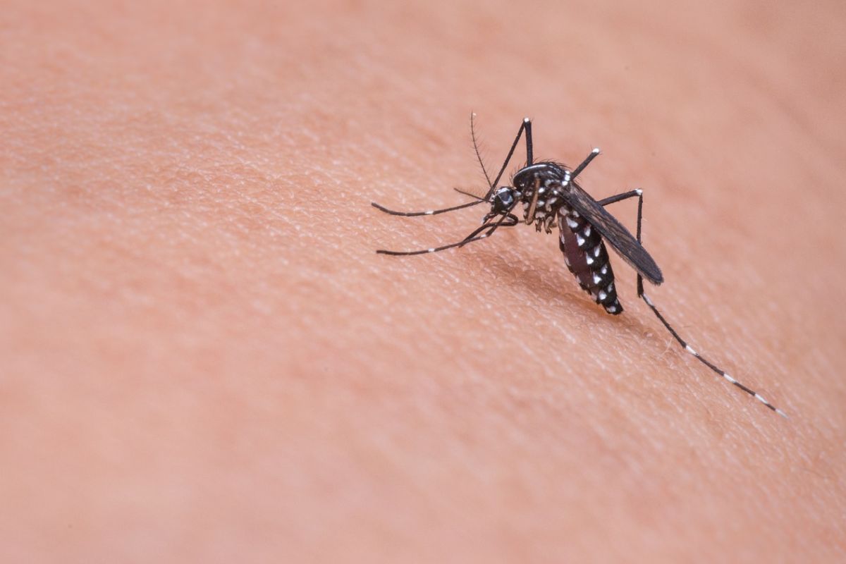 Aumentan casos de dengue en Guanajuato