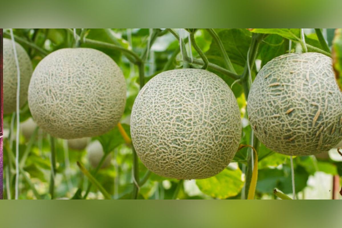 Cierre temporal de la planta procesadora de melones de la variedad cantaloupe (Cucumis melo) en Sonora; debido a decesos por salmonela en Canadá.