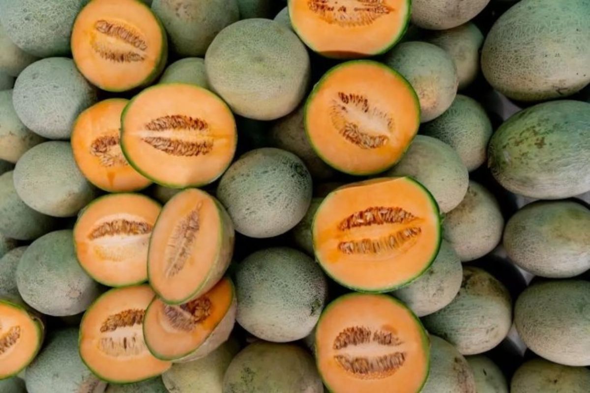 Cierre temporal de la planta procesadora de melones de la variedad cantaloupe (Cucumis melo) en Sonora; debido a decesos por salmonela en Canadá.