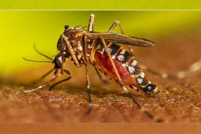 OMS alerta riesgos por expansión mundial de dengue