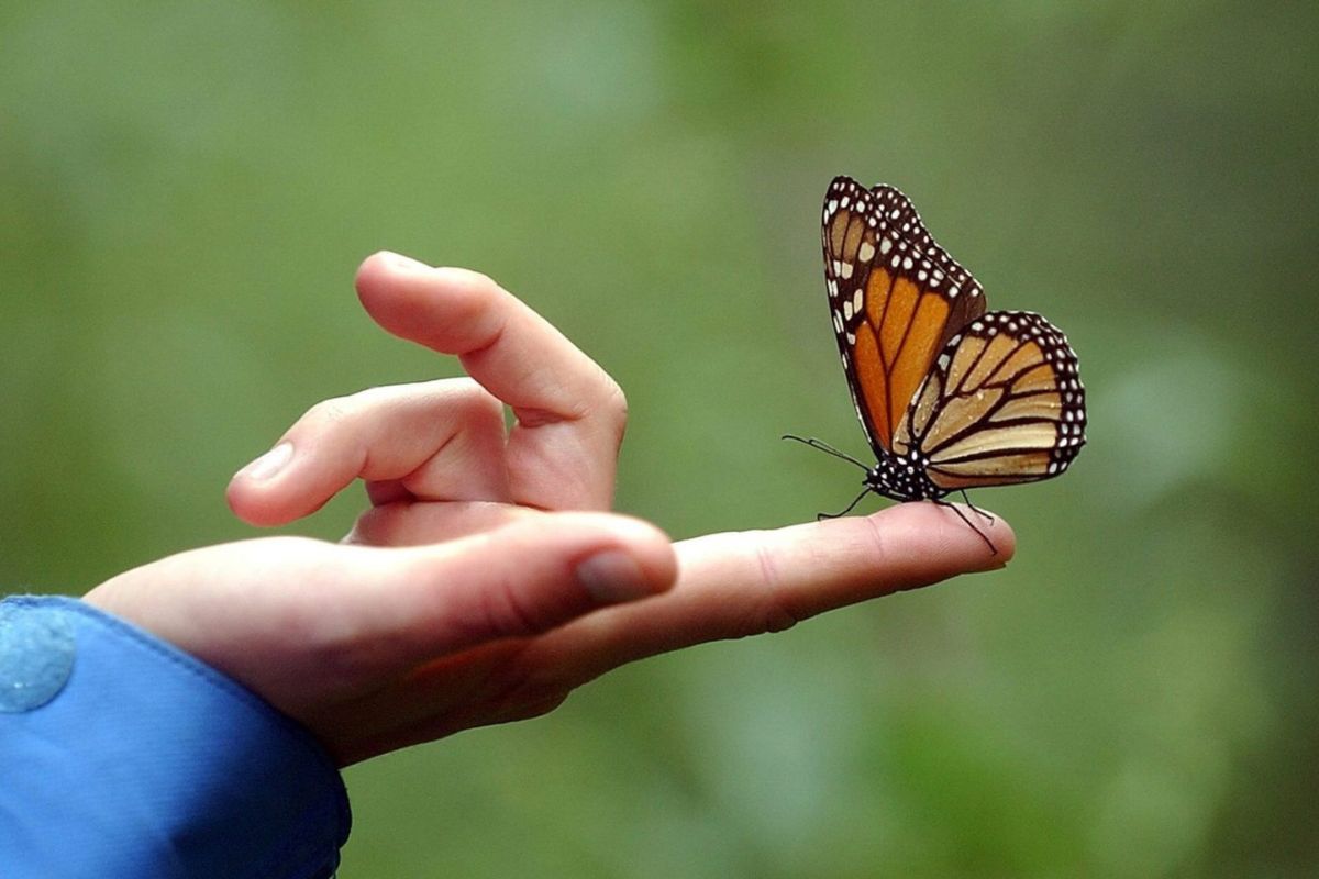 Conoce el Significado espiritual de las mariposas | Foto: Cortesía