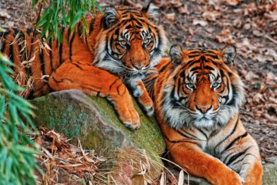 FGR asegura dos tigres y cinco jaguares en Jalisco