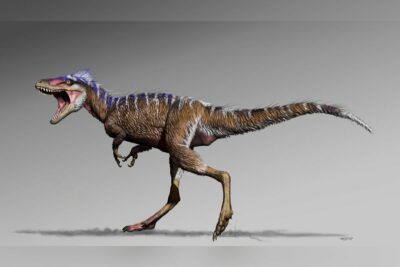 Un estudio; sugiere que las versiones en miniatura del famoso Tyrannosaurus rex pueden ser en realidad una especie de dinosaurio distinta.