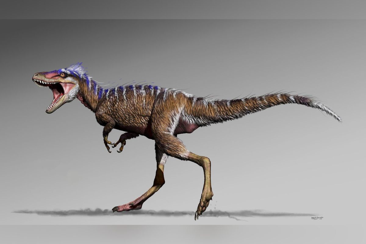 Un estudio; sugiere que las versiones en miniatura del famoso Tyrannosaurus rex pueden ser en realidad una especie de dinosaurio distinta. | Foto: Cortesía.