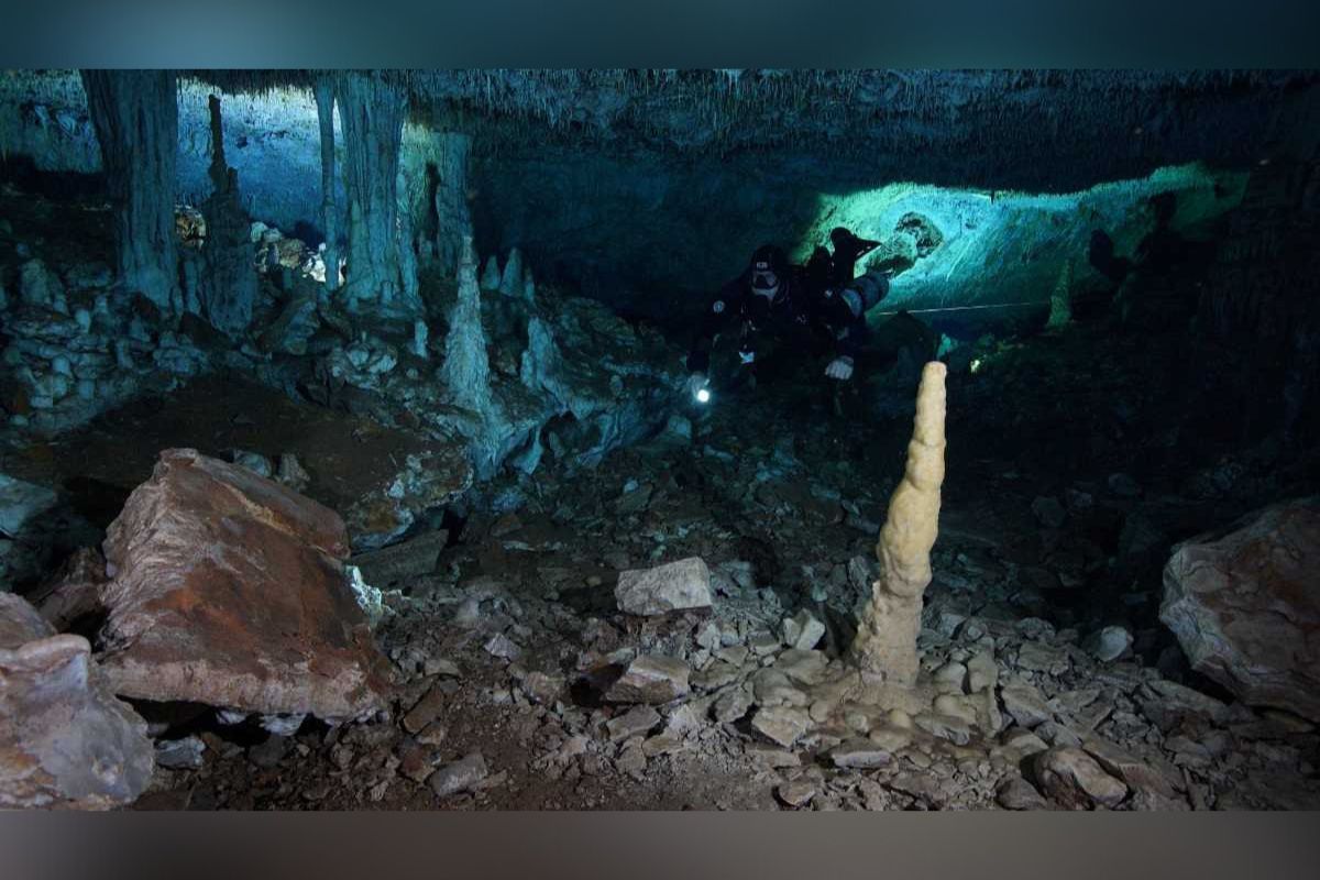 Buzos descubrieron manatíes viviendo en un sistema de cuevas inundadas ubicado a lo largo de la península de Yucatán.