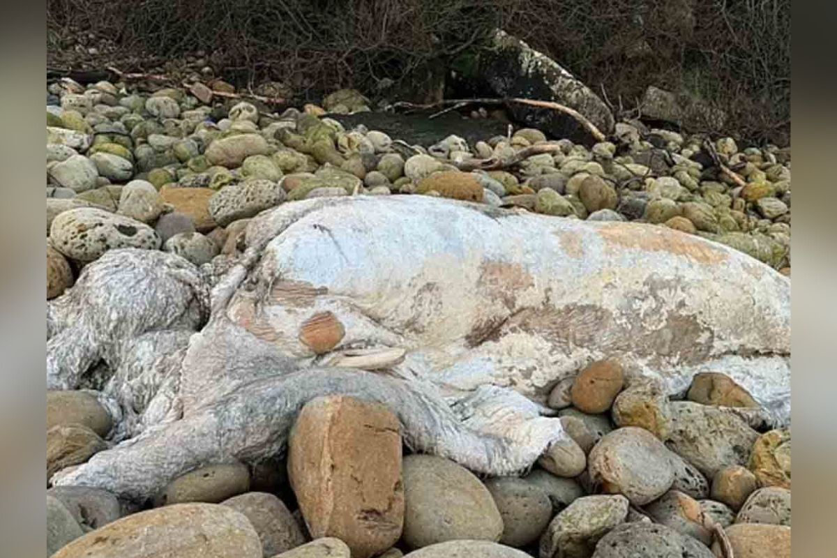 Una misteriosa bestia marina sin rostro de gran tamaño dejó desconcertados a los expertos después de aparecer en una playa británica.