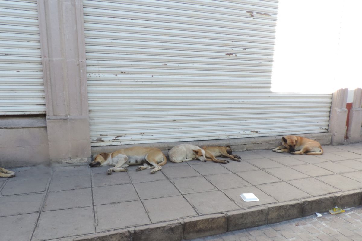 Perritos de la calle en Jerez | Foto: Silvia Vanegas
