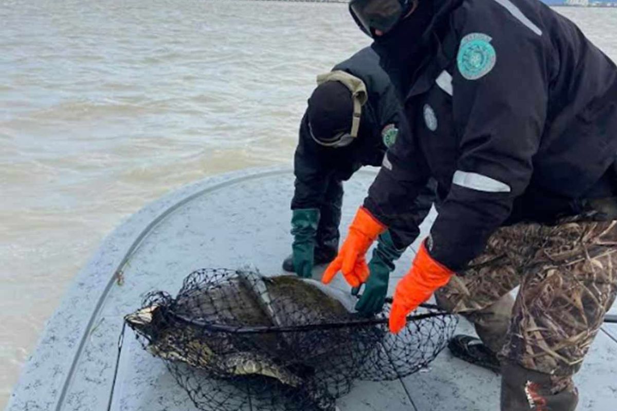 Recuperan tortugas marinas en la costa de Texas, E.U.