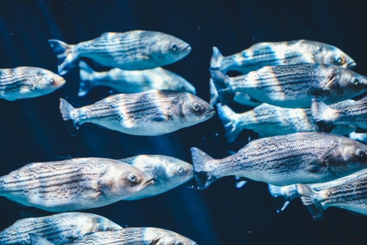 Un nuevo estudio reveló que el cambio climático ya esta afectando gravemente a los océanos; lo que provoca que miles de peces mueran.