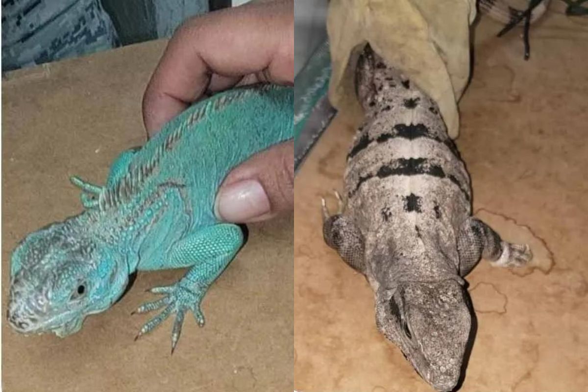 Elementos de la Guardia Nacional encontraron dos iguanas vivas dentro de una caja de cartón, envueltas en telas y plásticos. | Foto: Cortesía.