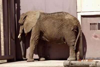 Después de una visita de inspección y revisión médica, la Profepa, decidió asegurar a Annie una elefanta que sufría maltrato. | Foto: Cortesía.