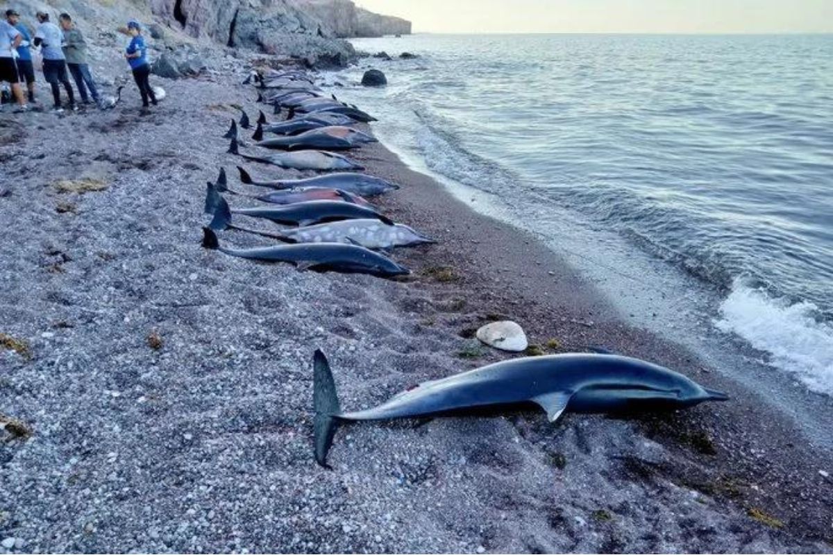 La cifra de delfines muertos en San Felipe, Baja California, hábitat de la vaquita marina, pasó de 28 a 32 ejemplares durante el fin de semana.