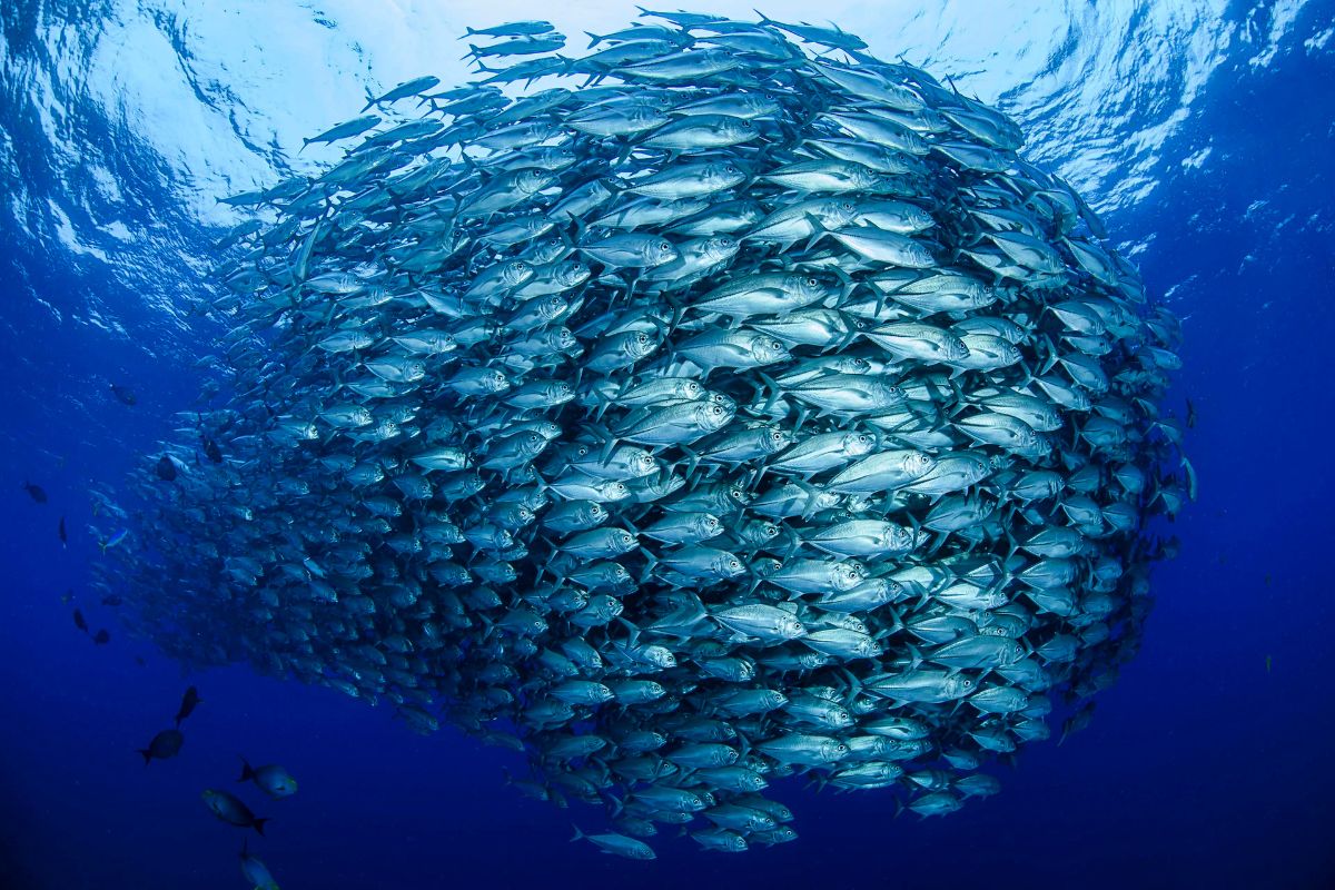 Un nuevo estudio reveló que el cambio climático ya esta afectando gravemente a los océanos; lo que provoca que miles de peces mueran.