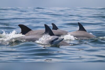 La cifra de delfines muertos en San Felipe, Baja California, hábitat de la vaquita marina, pasó de 28 a 32 ejemplares durante el fin de semana. | Foto: Cortesía.