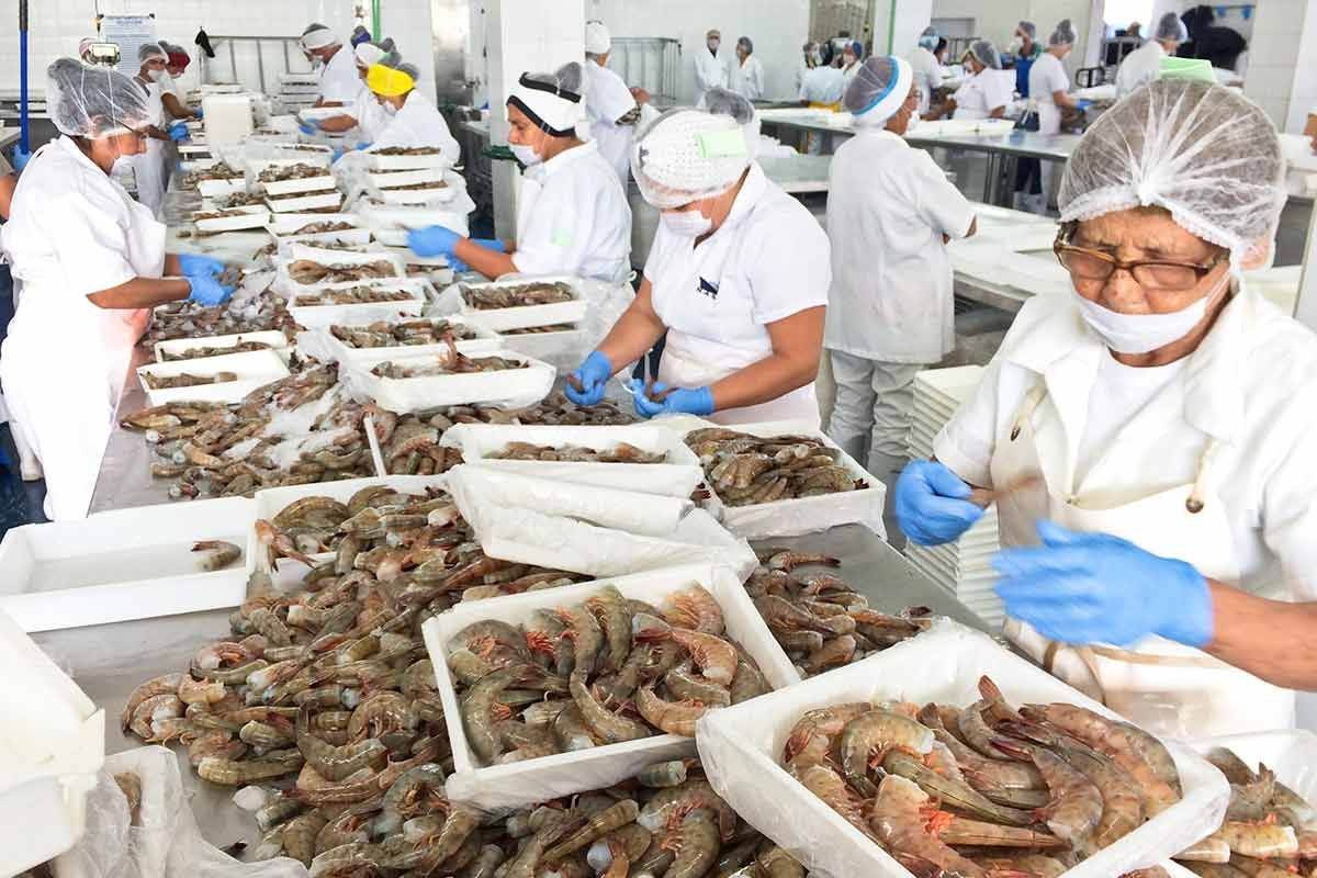 La Secretaría de Agricultura garantiza el abasto de camarón en Cuaresma.