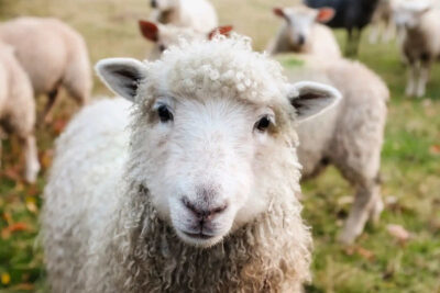 Contar ovejas: ¿A quién se le ocurrió este consejo para poder dormir?