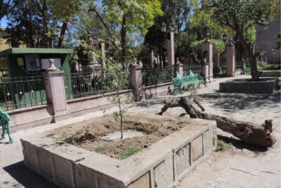 Inicia la limpieza y reposición de árboles en el jardín Hidalgo