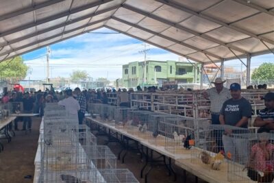 Feria de la Primavera Jerez 2024: Ganaderos se reúnen para exponer sus mejores ejemplares