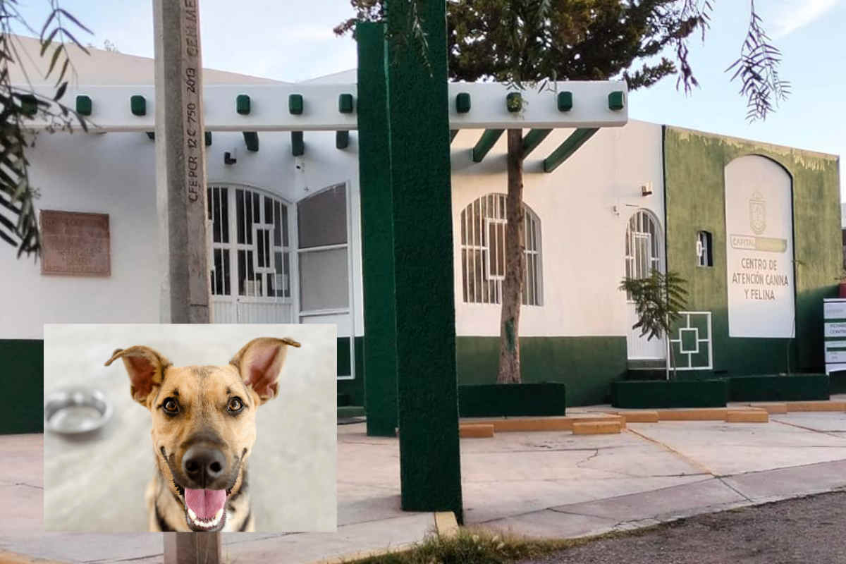 Rescate y adopción: labor del Centro de Control Canino y Felino en Zacatecas