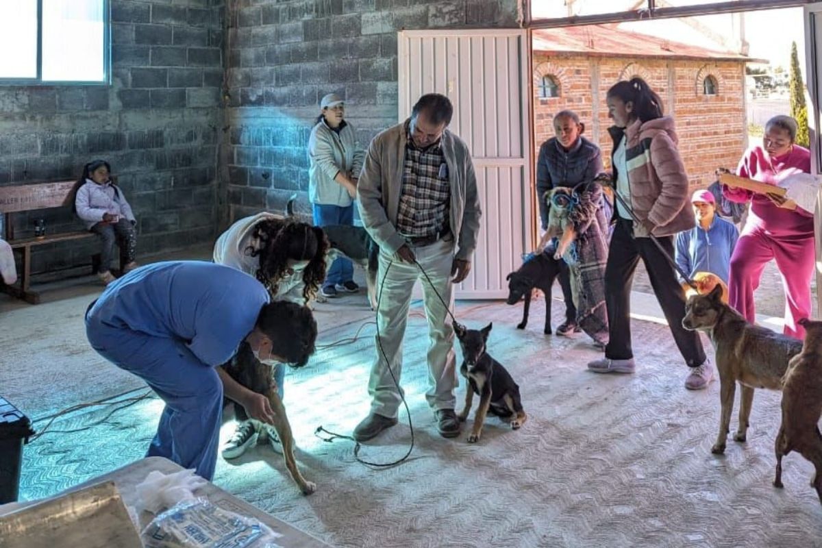 Inicia la semana de vacunación antirrábica canina y felina en Jerez