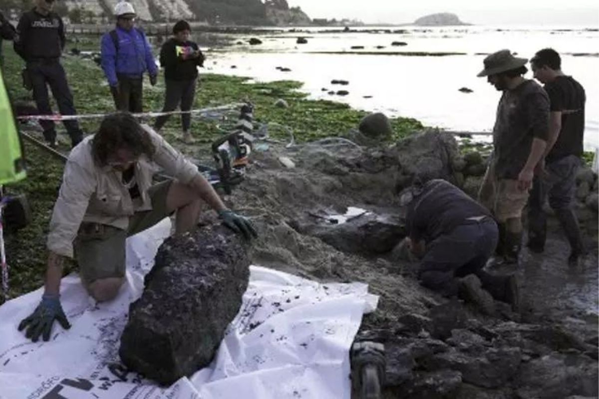 Paleontólogos rescatan los restos fósiles de un reptil marino que vivió hace 70 millones de años; un tesoro para los científicos.