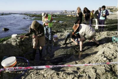 Paleontólogos rescatan los restos fósiles de un reptil marino que vivió hace 70 millones de años; un tesoro para los científicos.