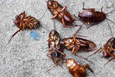 Cucarachas en la casa: Estos son 5 consejos para controlar la plaga en tiempos de calor
